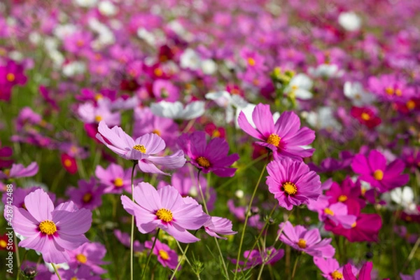 Fototapeta Cosmos flowers blooming in Autumn with spectacular colours