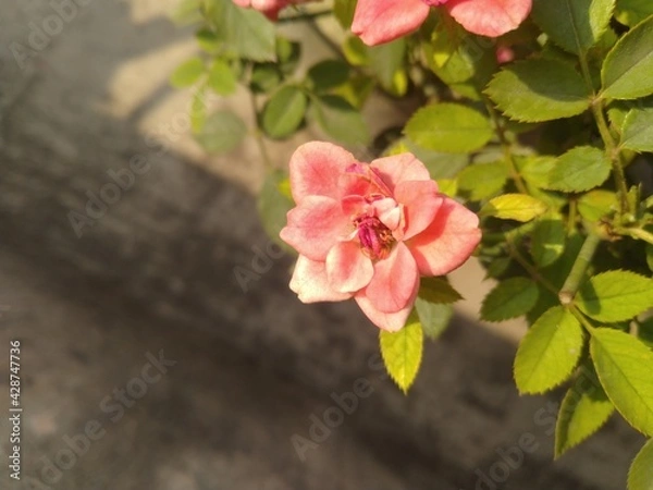 Obraz Pink Button Rose Flower
