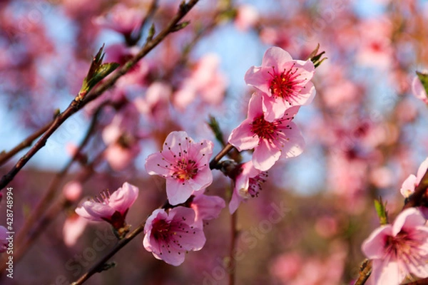 Fototapeta Beautiful cherry blossom sakura in spring time over blue sky.Cherry blossom in full bloom