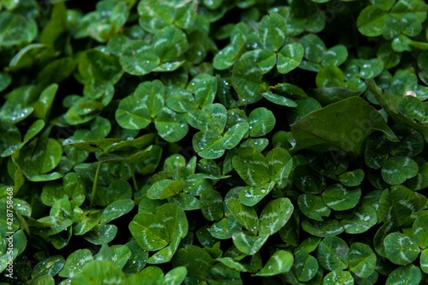 Obraz clovers after rain