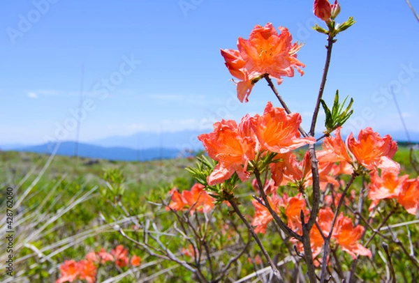 Obraz レンゲツツジ