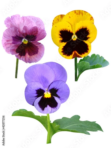 Obraz pansies Violets flowers
