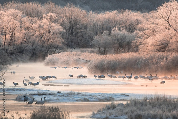 Obraz タンチョウの塒（ねぐら）