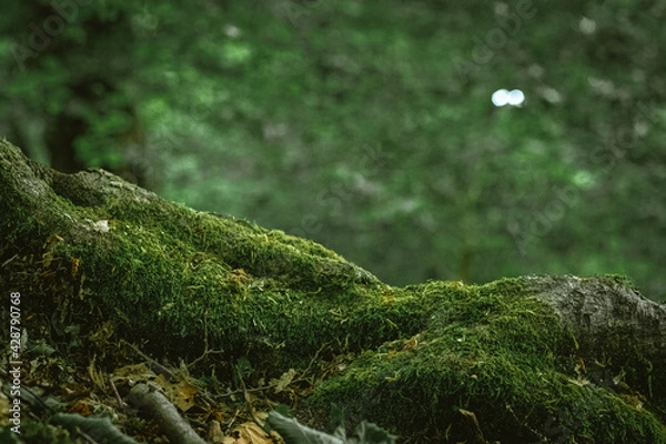 Obraz moss on the tree