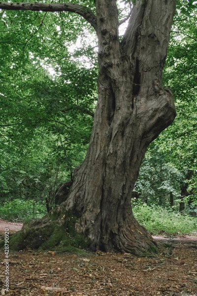 Obraz tree in the forest