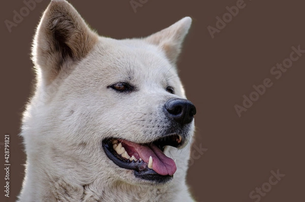 Fototapeta Akita Inu purebred dog is highlighted on a dark coffee background. selective focus.