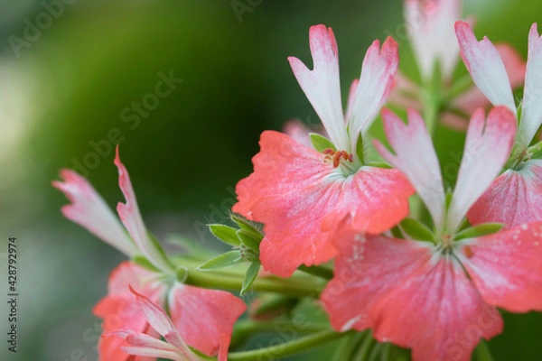 Obraz pink lily flower