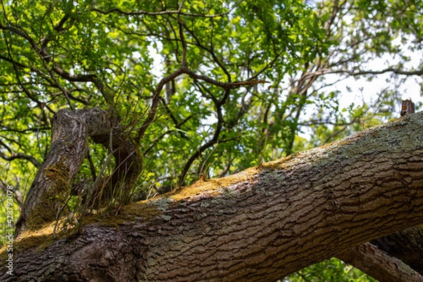 Obraz tree in the park