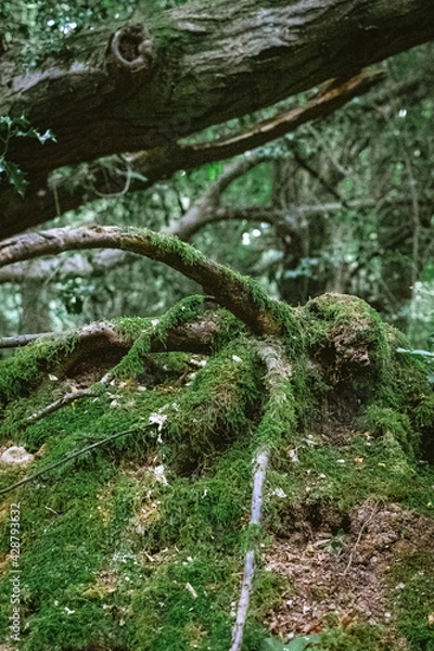 Obraz waterfall in the forest