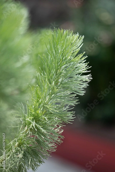 Fototapeta pine needles