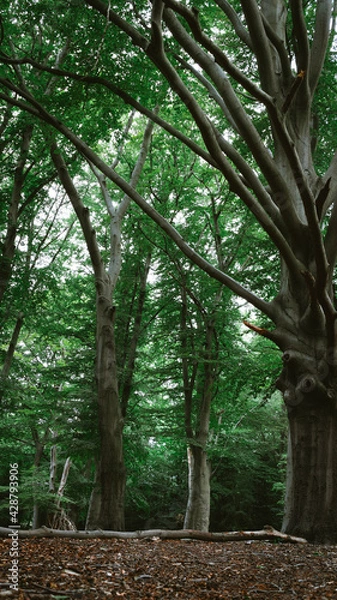 Obraz trees in the forest