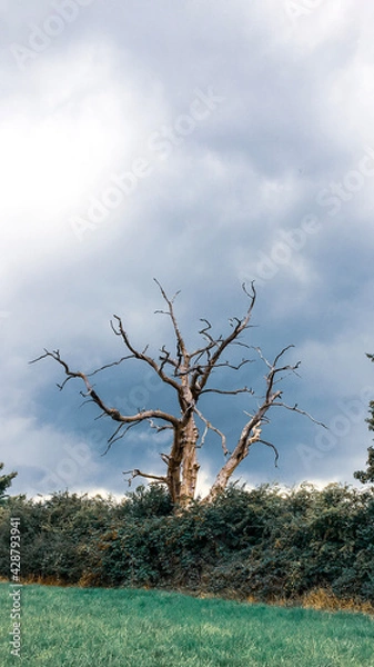 Obraz tree on the beach