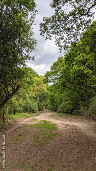 Fototapeta path in the forest