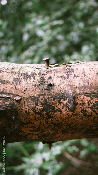 Fototapeta bird on a tree