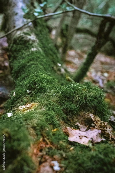 Obraz moss on the tree