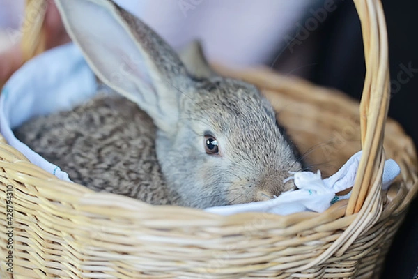 Obraz easter bunny in basket, easter holiday concept pet