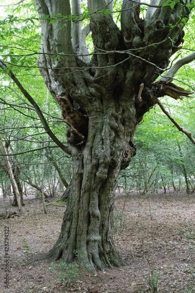 Obraz tree in the forest