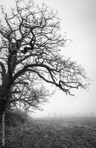Obraz tree in fog