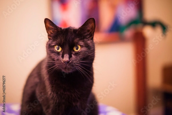 Obraz schwarze Katze