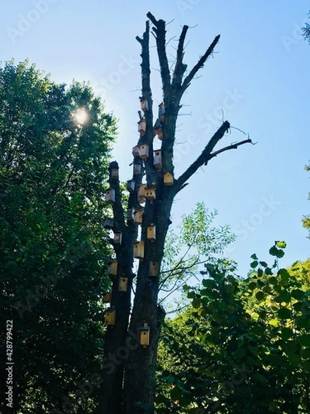 Obraz Drzewo dom 002