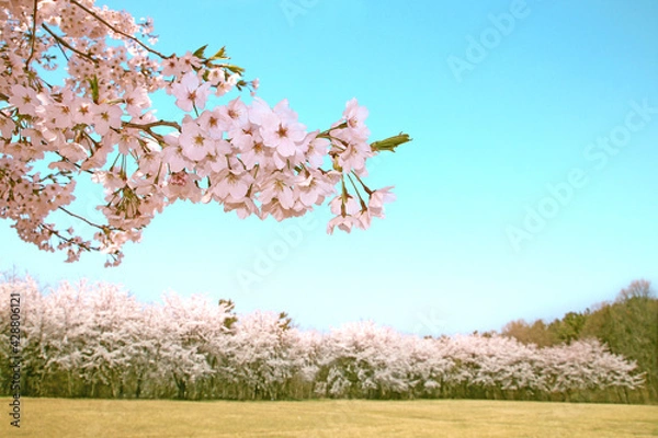 Obraz Flowers sakura flowering on spring sakura tree and the background is the sky, nature