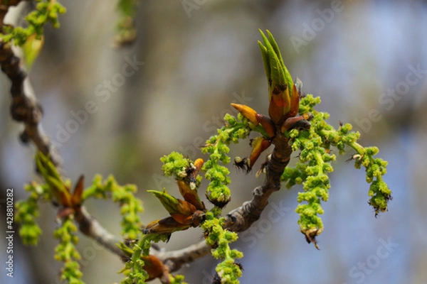Fototapeta branch with buds