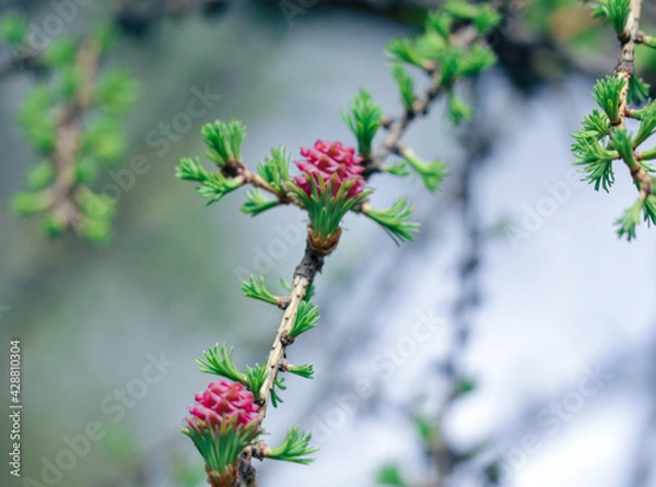 Fototapeta young larch 