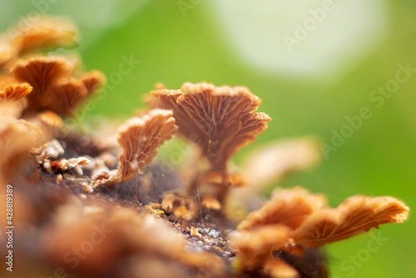 Fototapeta close up of a mushroom