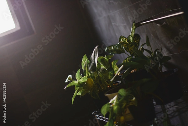 Obraz light in the window