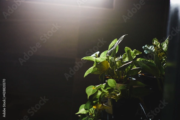 Obraz plant in the window