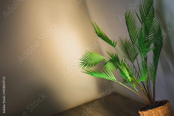 Obraz tree in the morning