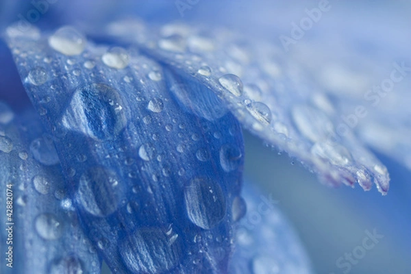 Fototapeta cornflower