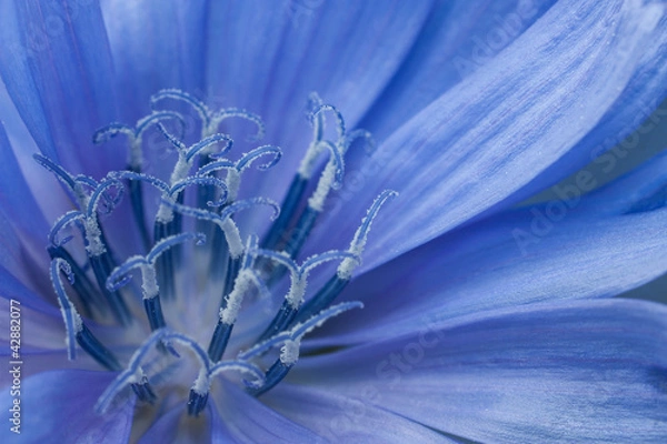 Fototapeta cornflower