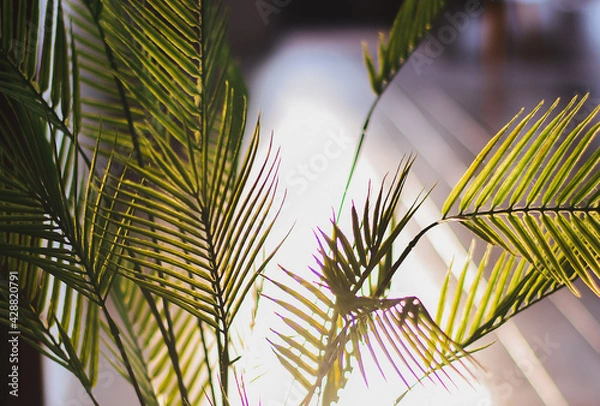 Fototapeta palm tree leaf