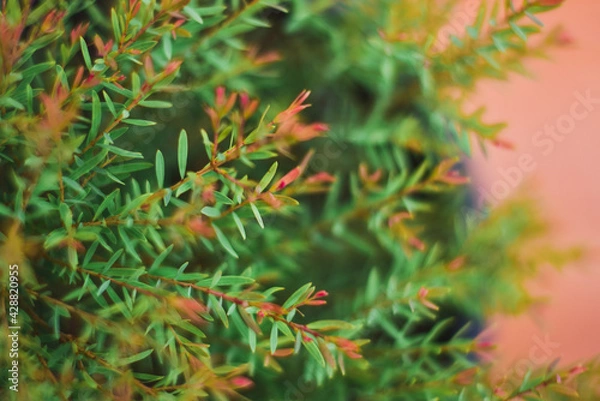 Obraz christmas branches