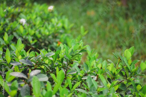 Obraz green grass background