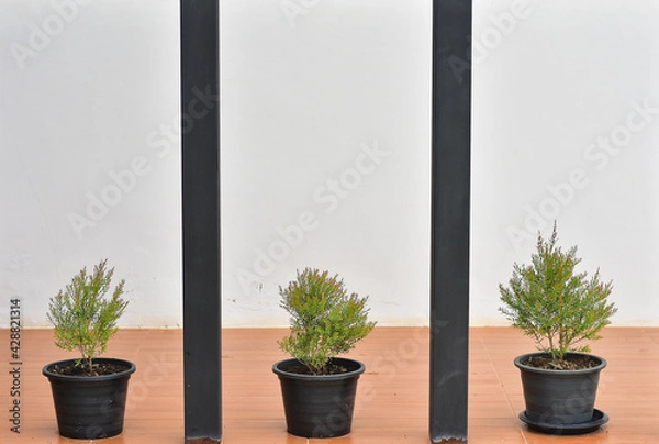 Obraz plant on the wall