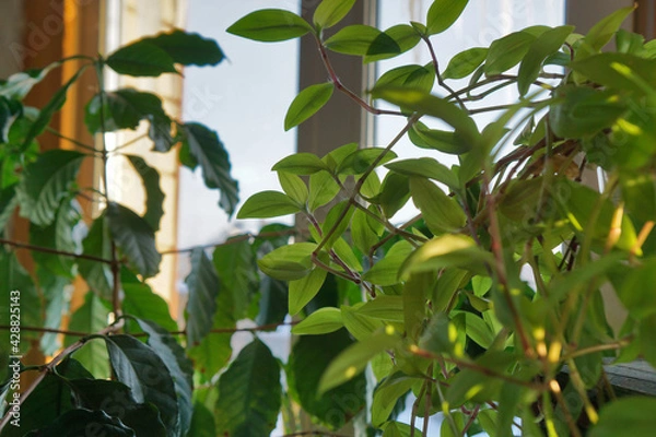 Fototapeta Composition of different stylish pots with various plants, tradescantia, coffee in home interior.