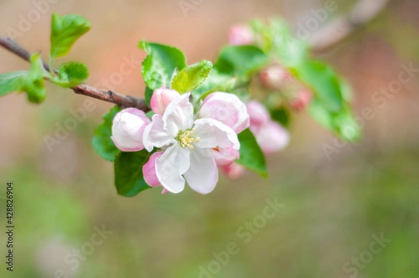 Obraz apple blossom