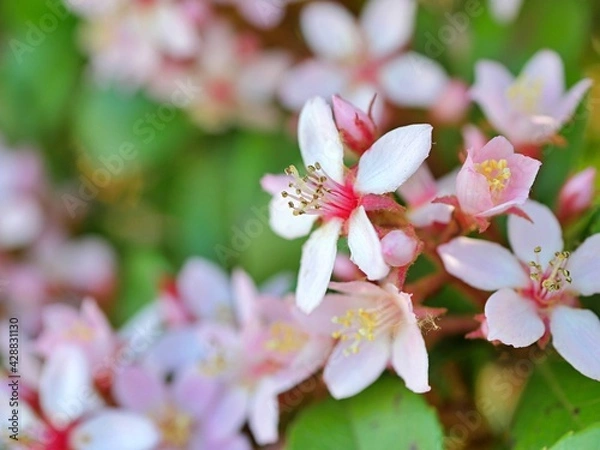 Fototapeta ヒメシャリンバイ1