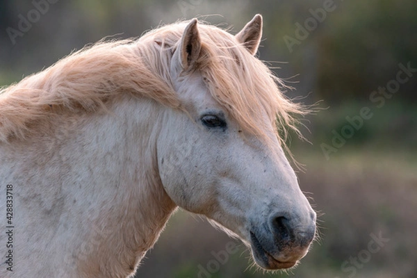 Obraz CABALLO CAMARGUE