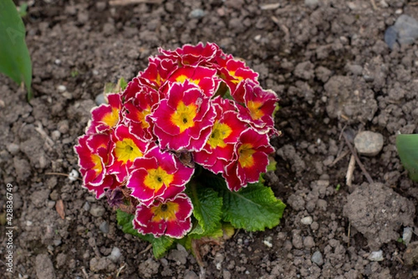 Obraz flower in the garden