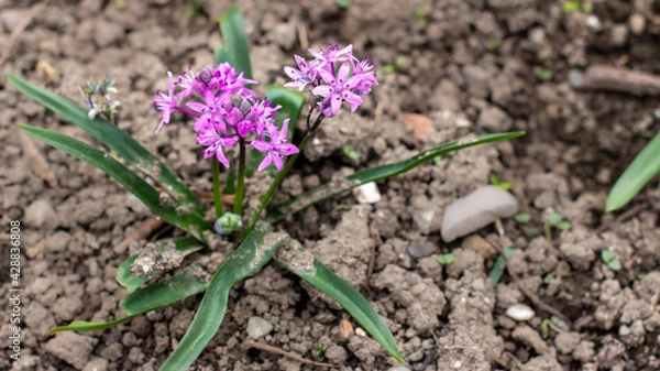Fototapeta spring crocus flowers