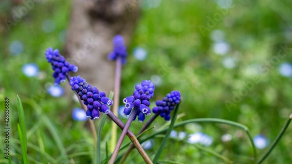 Obraz blue iris flower