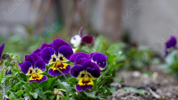 Obraz purple crocus flowers