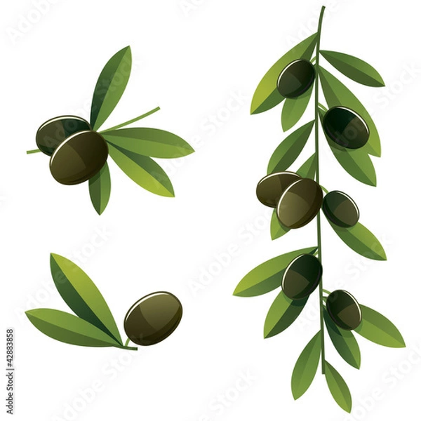 Fototapeta Black olive set