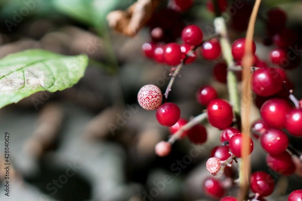 Obraz Red berries on a bush