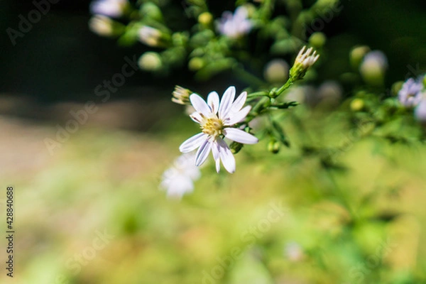 Obraz White flower closeup