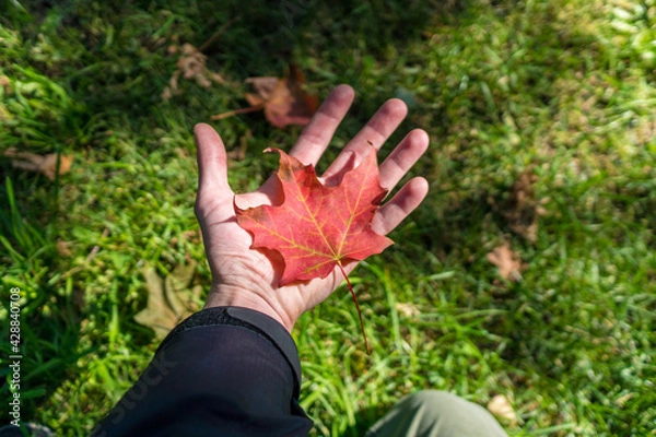 Obraz Maple leaf in a caucasian hand