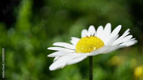 Obraz daisy flower with insects